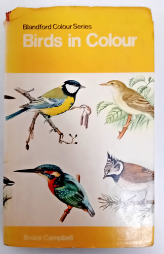 Birds colour blandford - in,