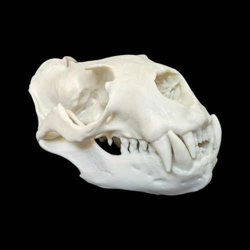 Replica resin south american - resin,