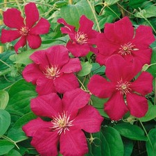 Clematis Ernest Markham Red