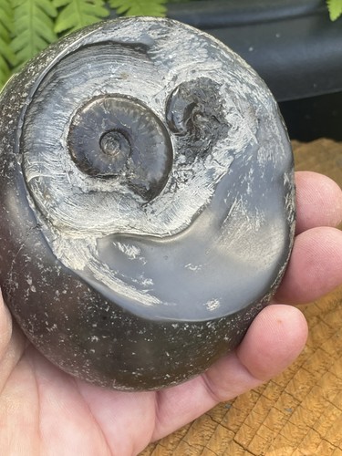 Eleganticeras ammonite fossil