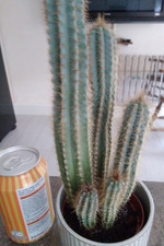 tall cactus plant 12x4in inc ceramic pot 5 pcs cactus