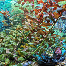 2xLive Ludwigia Aquarium Plant Tropical Shrimp Safe Fish Tank Snail Free