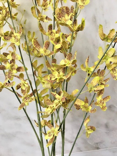 Sets tiger orchid high - orchid,