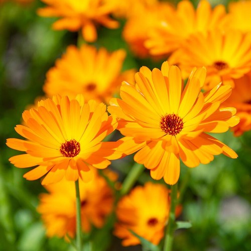 Calendula pacific beauty - 4x,