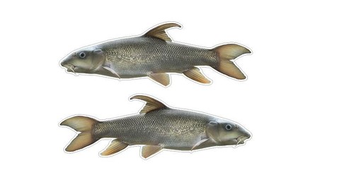 Fishing angling stickers - fishing,