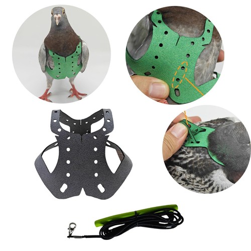Pigeon harness and leash pet - pigeon,