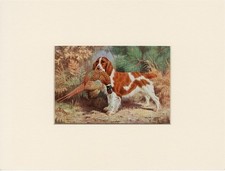 WELSH SPRINGER SPANIEL OLD 1958 DOG ART PRINT MOUNTED Artist WALTER A WEBER