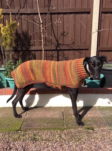 Hand crochet greyhound coat - greyhound,