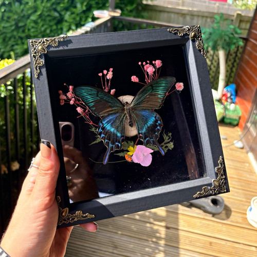 Mounted butterfly taxidermy - mounted,