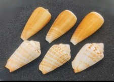 3 x Luhu/Strawberry Conch & 3 x Magnus Cone Shells for Halloween Hermit Crabs