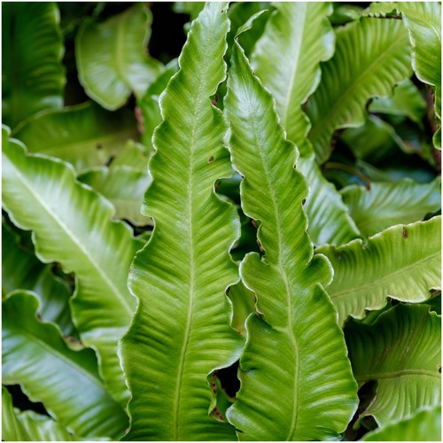 Asplenium scolopendrium - asplenium,