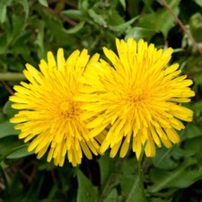 Dandelion Taraxacum officinale  7800 seeds +FREE REUSABLE  PLANT LABEL