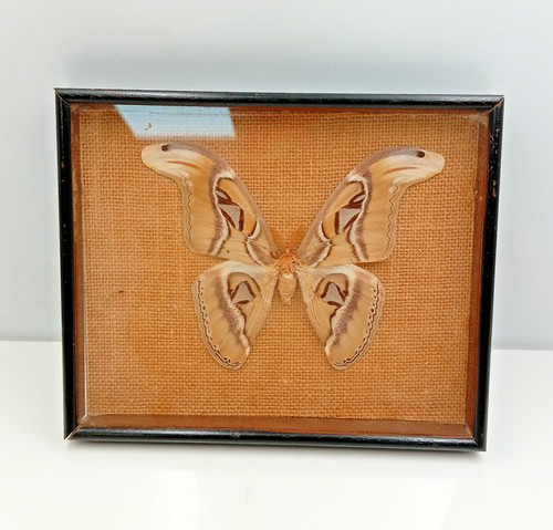 Butterfly moth real specimen - butterfly,