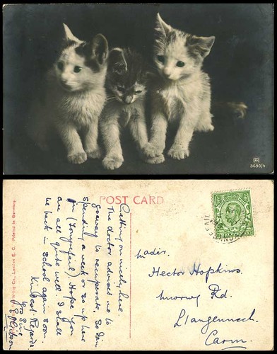 Cats little kittens with - little,