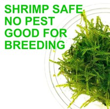 Java Moss Vesicularia Dubyana