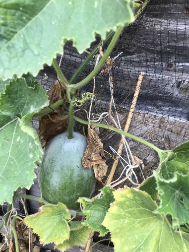 Vegetable seeds wax - vegetable, gourd