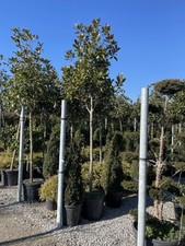 Magnolia Grandiflora -