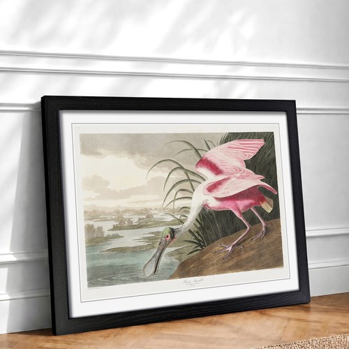 Roseate spoonbill bird john - bird,