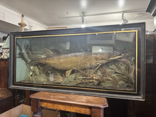 Large antique taxidermy - antique,