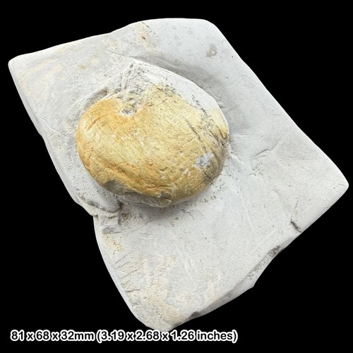 Nautilus archianus nautiloid - nautilus,