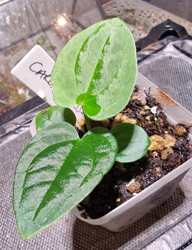 Anthurium carlablackiae aos - carlablackiae, x