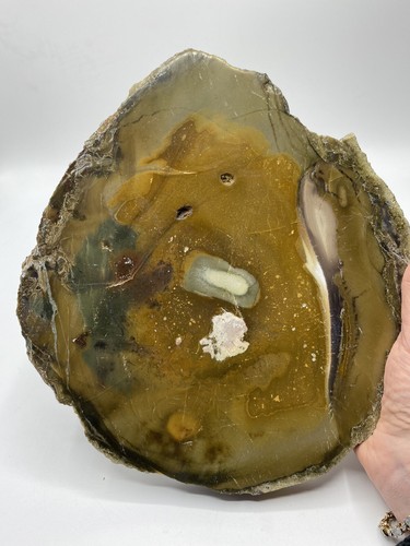 Large slice opalised petrified - large,