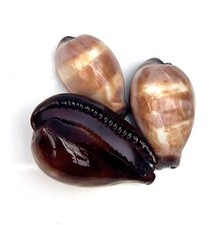 3 x Cowrie onyx head seashells