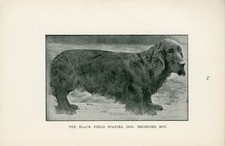 BLACK FIELD SPANIEL NAMED DOG