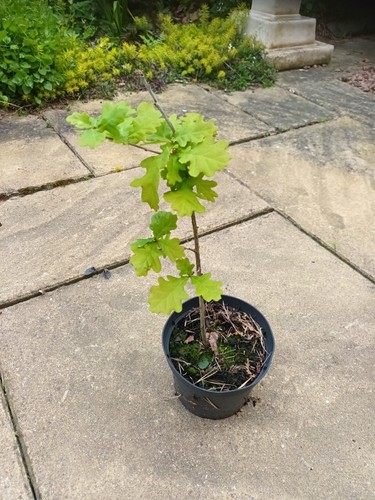 Oak sapling pot grown - oak, outside