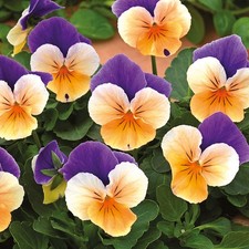 Viola 'Twix Apricot Azure