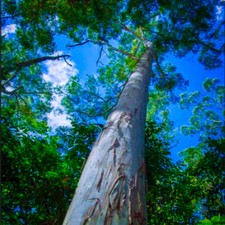 Eucalyptus grandis flooded - eucalyptus, (flooded