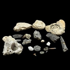 1kg British Fossil Mix x 22 |