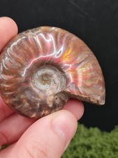 Iridescent ammonite fossil - ammonite,