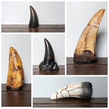 Tyrannosaurus Rex Tooth