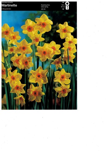 Martinette tazetta daffodil - 20,