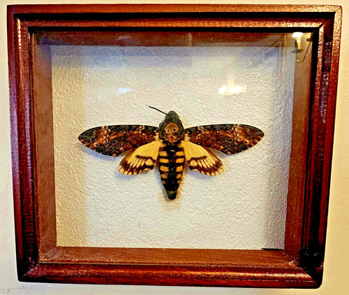 Mounted deaths head - head, moth