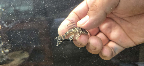 L270 chocolate zebra pleco - chocolate,