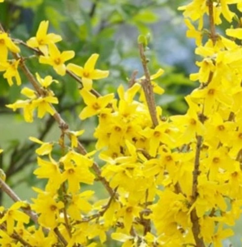 Forsythia unrooted cuttings - forsythia,
