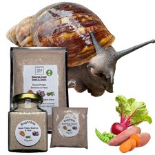 Giant African Land Snail Food