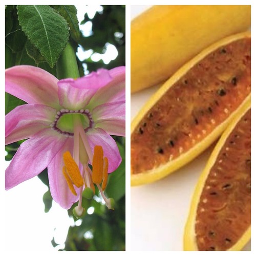 Passiflora mollissima edible - passiflora,