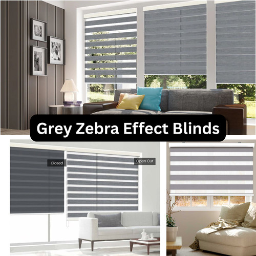 Zebra vision day and night - vision,