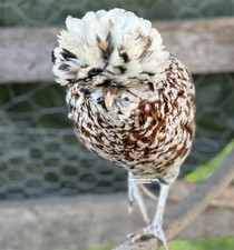 Polish Bundle 4 White Crested-