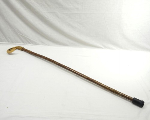 Rams horn walking stick - horn, can