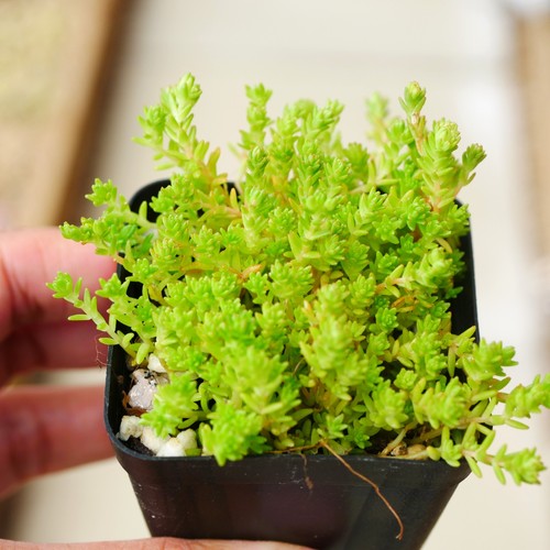 Sedum lydium 5cm - pot, |