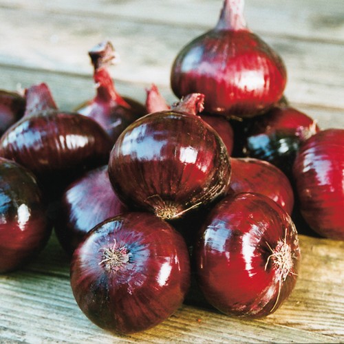 Onion red baron rhs award - red,