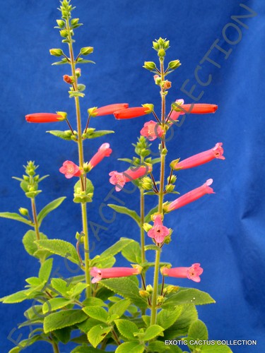 Rare sinningia hybrid red - rare,