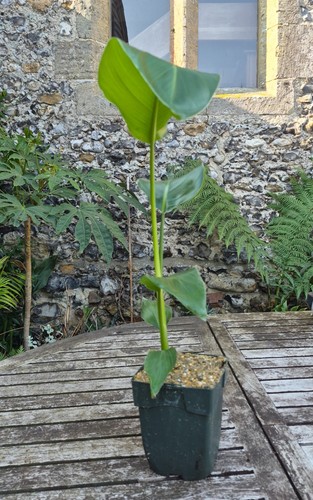 Strelitzia nicolai giant white - strelitzia,
