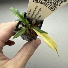 Philodendron Tortum Variegata - Very rare variegated Plant 11PTV01