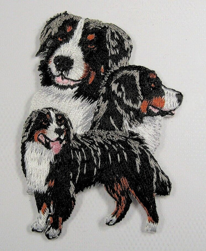 Bernese mountain dog heat - mountain,