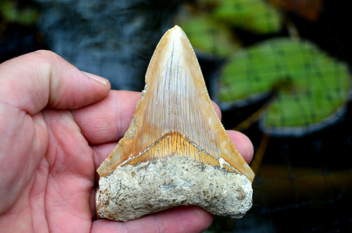 Mega megalodon shark - shark, tooth
